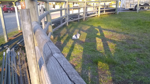 Pet Store «Yelm Farm & Pet», reviews and photos, 11242 Bald Hill Rd SE, Yelm, WA 98597, USA