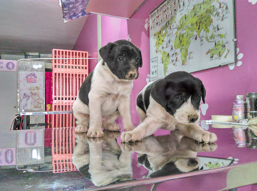 Veterinaria Spa - Pet Shop 
