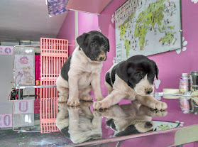 Veterinaria Spa - Pet Shop " Puppy's House"