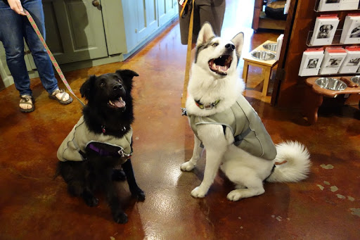 Pet Supply Store «Green Dog Pet Supply», reviews and photos, 4327 NE Fremont St, Portland, OR 97213, USA