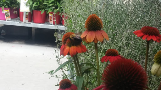 Home Improvement Store «The Home Depot», reviews and photos, 6210 Seven Corners Center, Falls Church, VA 22044, USA