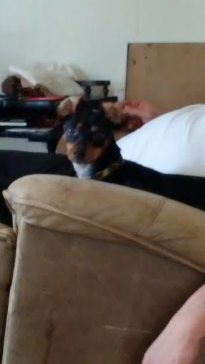 Pet Supply Store «PetSmart», reviews and photos, 479 River Hill Dr, Ashland, KY 41101, USA