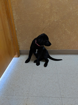 West Plains Animal Hospital