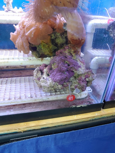 Tropical Fish Store «Richmond Aquarium», reviews and photos, 3645 Speeks Dr, Midlothian, VA 23112, USA
