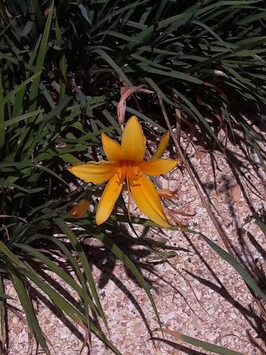 Tourist Attraction «Exploration Tower», reviews and photos, 670 Dave Nisbet Dr, Cape Canaveral, FL 32920, USA