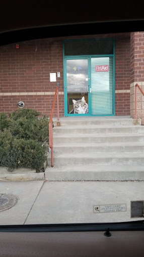 Dumb Friends League Solutions - Cat Spay/Neuter Clinic