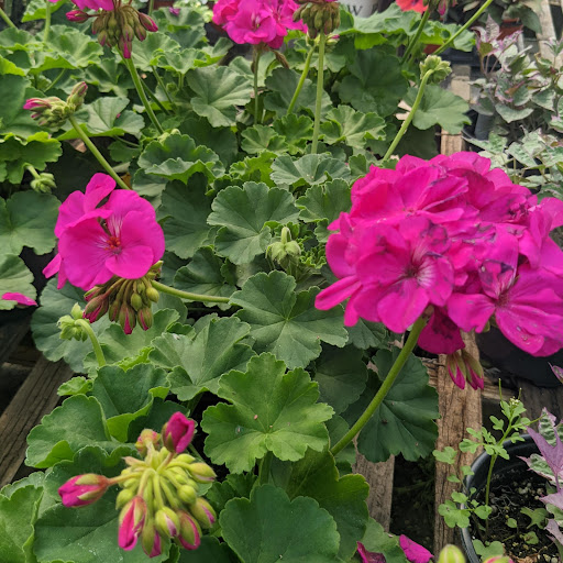 Wholesale Plant Nursery «Garden Fantasy», reviews and photos, 43250 Tyler Rd, Belleville, MI 48111, USA