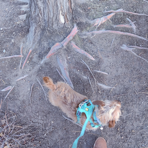 Pet Supply Store «Scraps Dog Company», reviews and photos, 7675 S Virginia St, Reno, NV 89511, USA