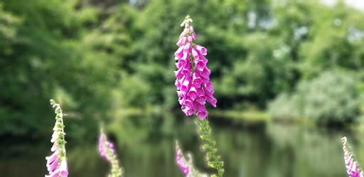 Museum «Cranberry Museum», reviews and photos, 2907 Pioneer Rd, Long Beach, WA 98631, USA