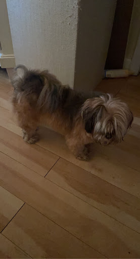 Pet Boarding Service «Ohana Pet Resort», reviews and photos, 25 N Grove St, Merritt Island, FL 32953, USA