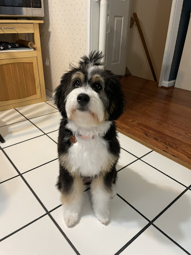 Pet Groomer «Plush Pups Dog Grooming & Pet Supplies», reviews and photos, 2335 Huntingdon Pike, Huntingdon Valley, PA 19006, USA