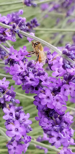 Farm «Oregon Lavender Farm», reviews and photos, 20949 S Harris Rd, Oregon City, OR 97045, USA