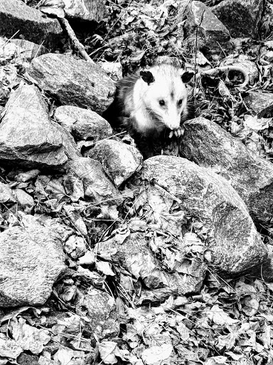 Park «Big Creek Park», reviews and photos, 1600 Old Alabama Rd, Roswell, GA 30076, USA