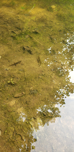 Nature Preserve «Boyd Big Tree Preserve Conservation Area», reviews and photos, Fishing Creek Valley Rd, Harrisburg, PA 17112, USA