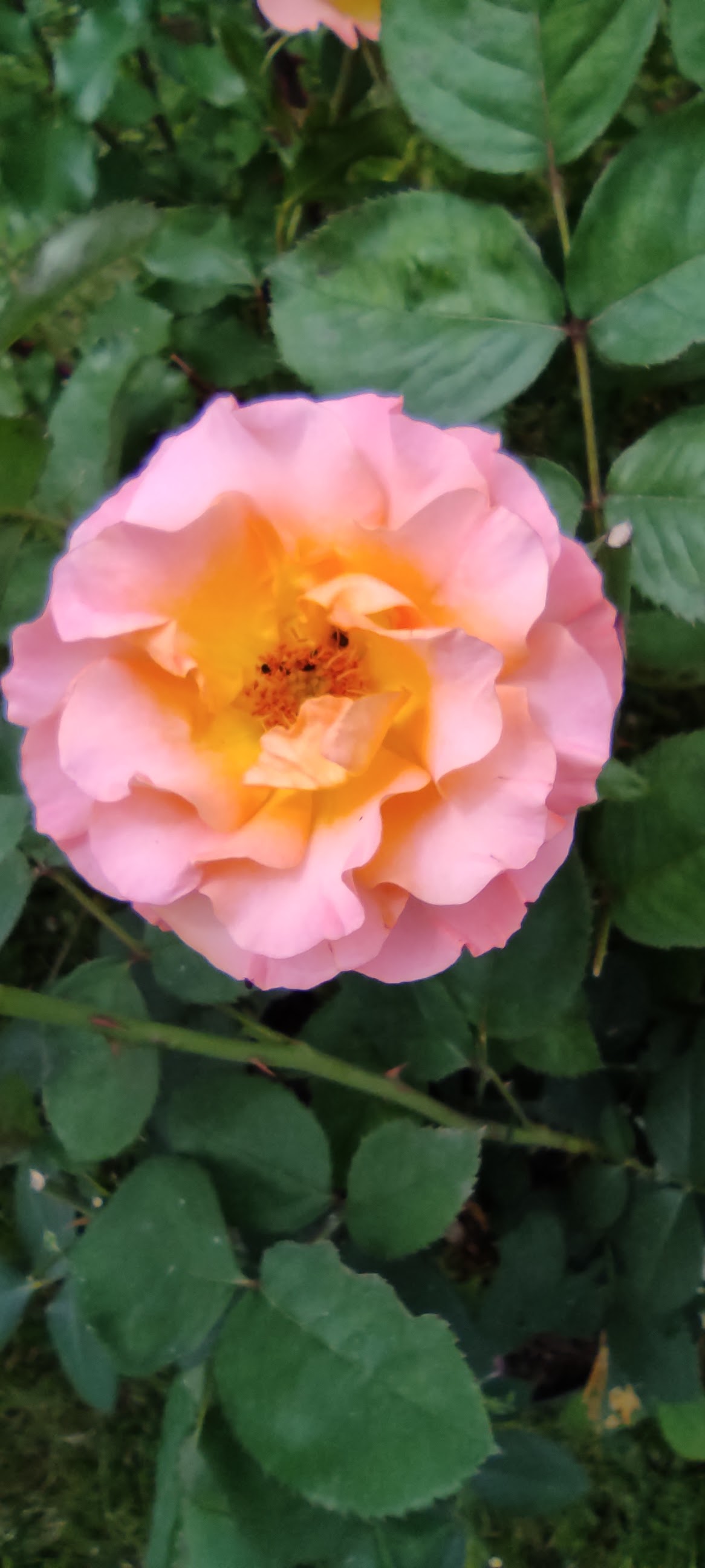 Photo n° 12 de l'avis de Envol95.� fait le 10/06/2022 à 15:49