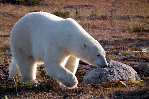 A Naturalist's World