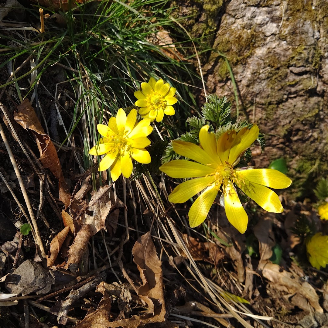 大原野森林公園 市内で京都市