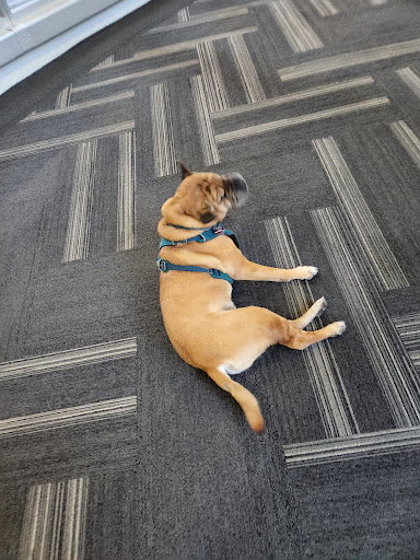 Shopping Mall «Gaviidae Common», reviews and photos, 651 Nicollet Mall #125, Minneapolis, MN 55402, USA