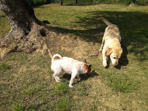 Pensioni per cani e dog hotel a Dog Farm