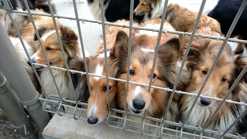 かわいい子犬屋さん 千葉県佐倉市上志津原 犬のブリーダー グルコミ