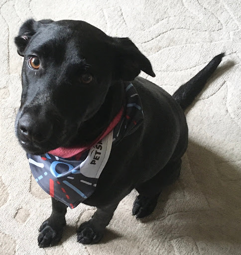 Pet Supply Store «PetSmart», reviews and photos, 745 W Huntington Dr, Monrovia, CA 91016, USA