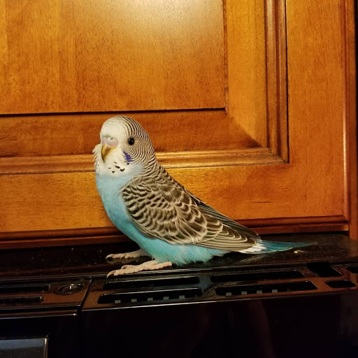 Pet Store «Kahoots Pet Store», reviews and photos, 2616 El Camino Real, Carlsbad, CA 92008, USA