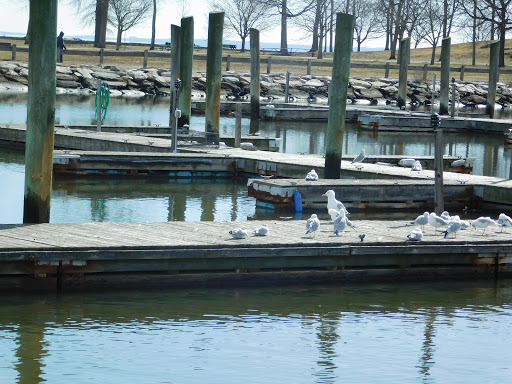 Nature Preserve «Cove Island Wildlife Sanctuary», reviews and photos, 1125 Cove Rd, Stamford, CT 06902, USA