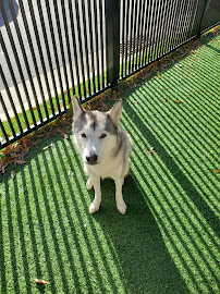 North Hills Animal Hospital & Resort - Photo 4 - Car repair in Raleigh, NC, Raleigh