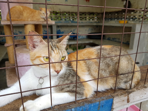 Protectoras cats Kualalumpur