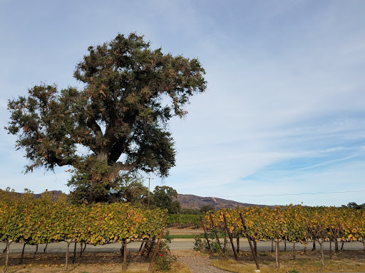 Winery «Brassfield Estate Winery», reviews and photos, 10915 High Valley Rd, Clearlake Oaks, CA 95423, USA