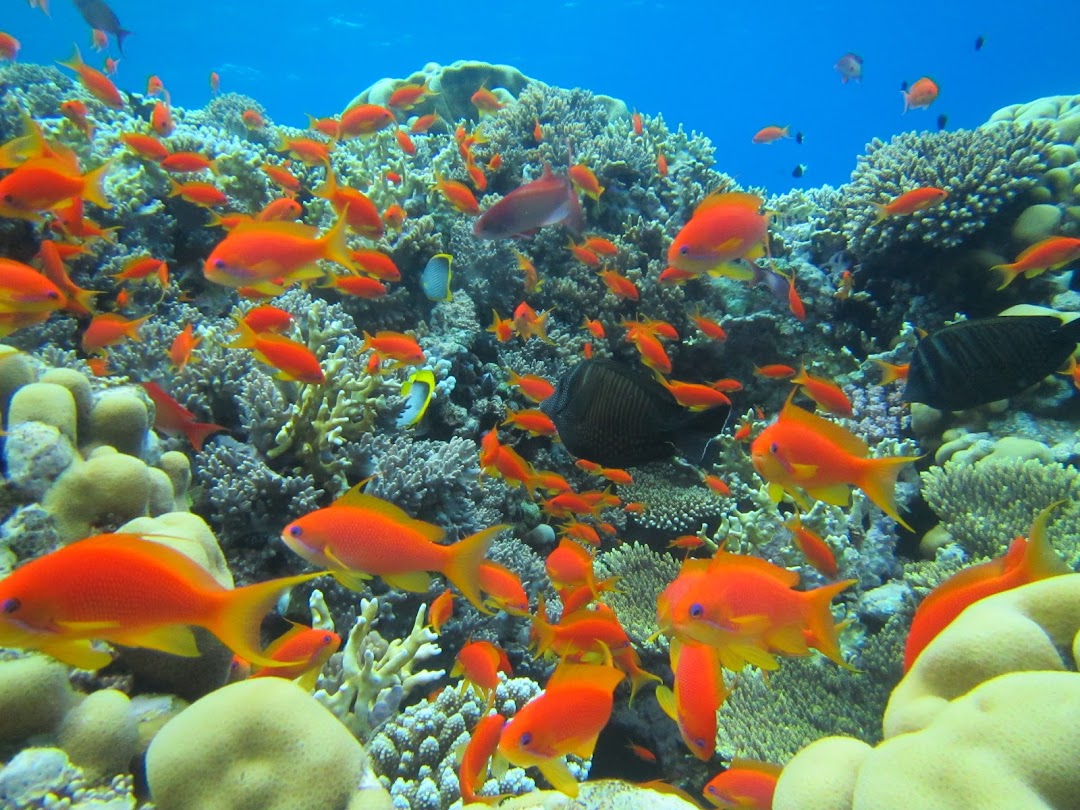 Diving School Red Sea
