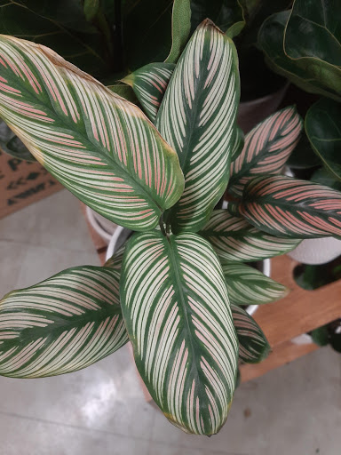 Grocery Store «ACME Markets», reviews and photos, 2160 Lemoine Ave, Fort Lee, NJ 07024, USA