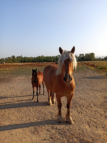 Centre equestre du Caire à Villasavary