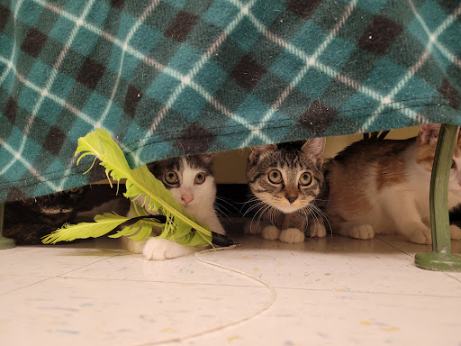 Pet Supply Store «Petco Animal Supplies», reviews and photos, 8775 SW Tualatin-Sherwood Rd, Tualatin, OR 97062, USA