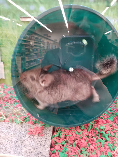 Pet Supply Store «PetSmart», reviews and photos, 2940 Springfield Rd, Broomall, PA 19008, USA