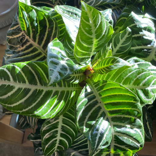 Pet Supply Store «Fang & Feather - Kenton Neighborhood Pet Supply», reviews and photos, 3131 N Lombard St, Portland, OR 97217, USA