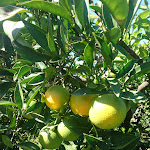 Photo n°2 de l'avis de Jana.o fait le 18/10/2020 à 19:27 sur le  Il Frutteto à Maracalagonis