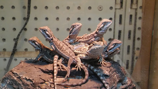 Pet Supply Store «Pet Bazaar», reviews and photos, 490 FL-436, Casselberry, FL 32707, USA