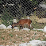 Photo n° 14 de l'avis de Chimene.o fait le 07/07/2019 à 17:21 pour Parc Animalier La Vallée Sauvage à Saint-Geniez