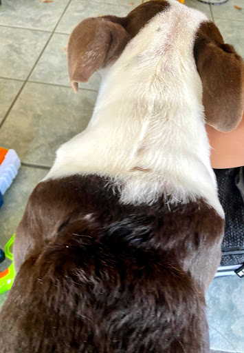 Veterinarian «PetCoral Resort and Veterinary», reviews and photos, 924 Del Prado Blvd, Cape Coral, FL 33990, USA