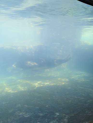 Zoo «Kovler Sea Lion Pool», reviews and photos, 2001 N Clark St, Chicago, IL 60614, USA