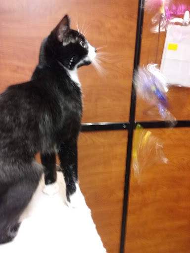 Pet Supply Store «PetSmart», reviews and photos, 6050 Peachtree Pkwy, Norcross, GA 30092, USA