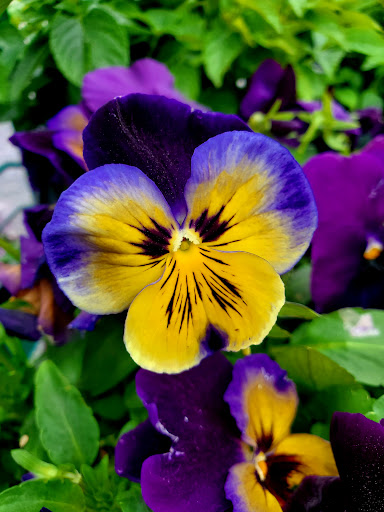 Produce Market «Puglias Produce», reviews and photos, 381 Fries Mill Rd, Sewell, NJ 08080, USA