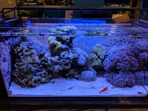 Tropical Fish Store «Aquatic Wildlife Co», reviews and photos, 70 Buckland Rd, South Windsor, CT 06074, USA