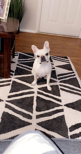 Pet Store «Charm City Puppies», reviews and photos, 8205 Snowden River Pkwy, Columbia, MD 21045, USA