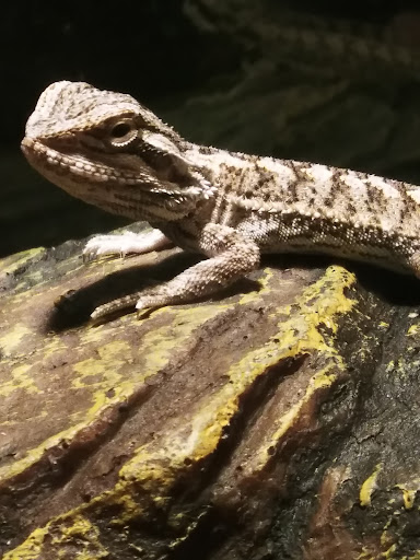 Pet Supply Store «PetSmart», reviews and photos, 1705 N Bechtle Ave, Springfield, OH 45504, USA