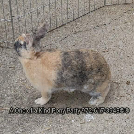 Zoo «A One of A Kind Pony Party», reviews and photos, 912 Bells Chapel Cir, Waxahachie, TX 75165, USA