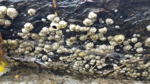 Nature Preserve «Littlejohn Island Preserve», reviews and photos, Pemasong Ln, Yarmouth, ME 04096, USA