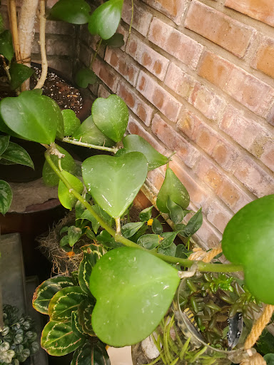 Florist «Viviano Flower Shop», reviews and photos, 32050 Harper Ave, St Clair Shores, MI 48082, USA