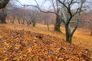 Bosque de Cobre. image